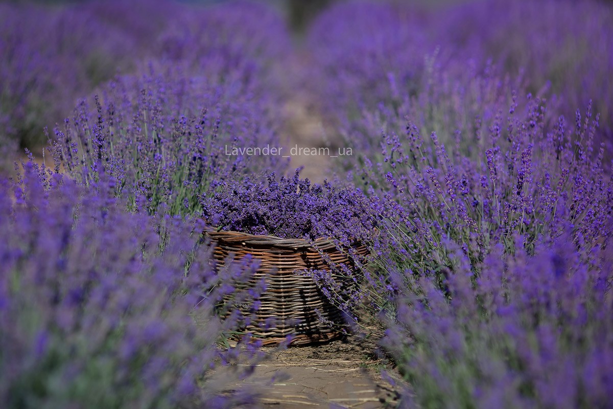 Lavender from Hannochka on Instagram