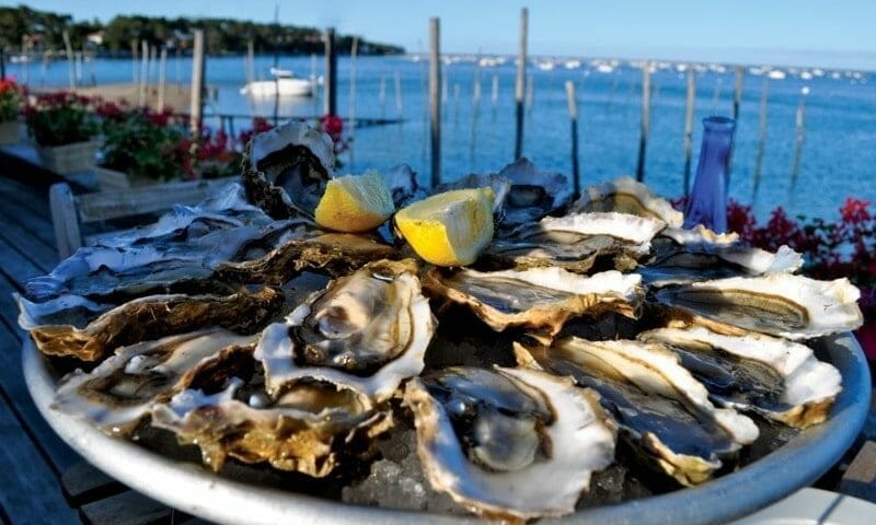 Oyster farm “Oysters of Scythia”