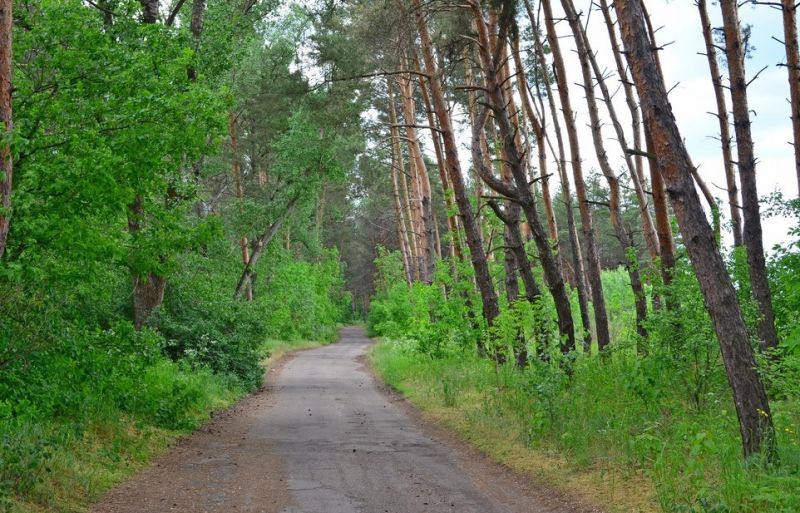 Obukhivka Forest / Source
