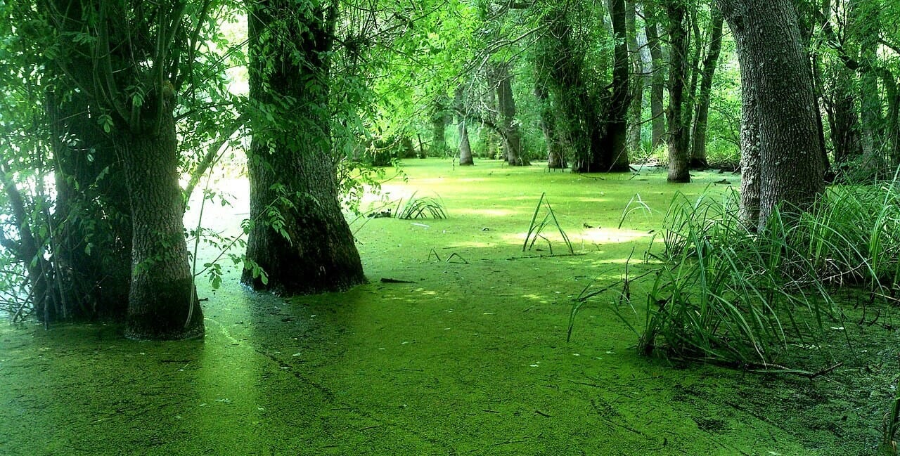 Oleshky swamps