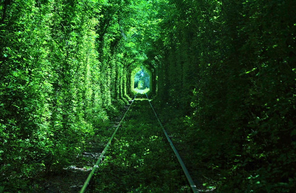 Green tunnel in Zgurivka 