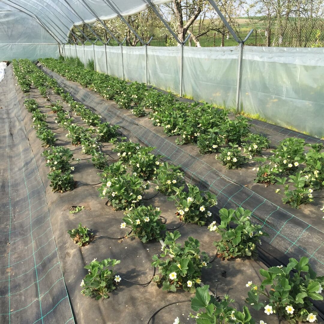 “Strawberry Hills” is a family business created after studying at the School of Economic Development 