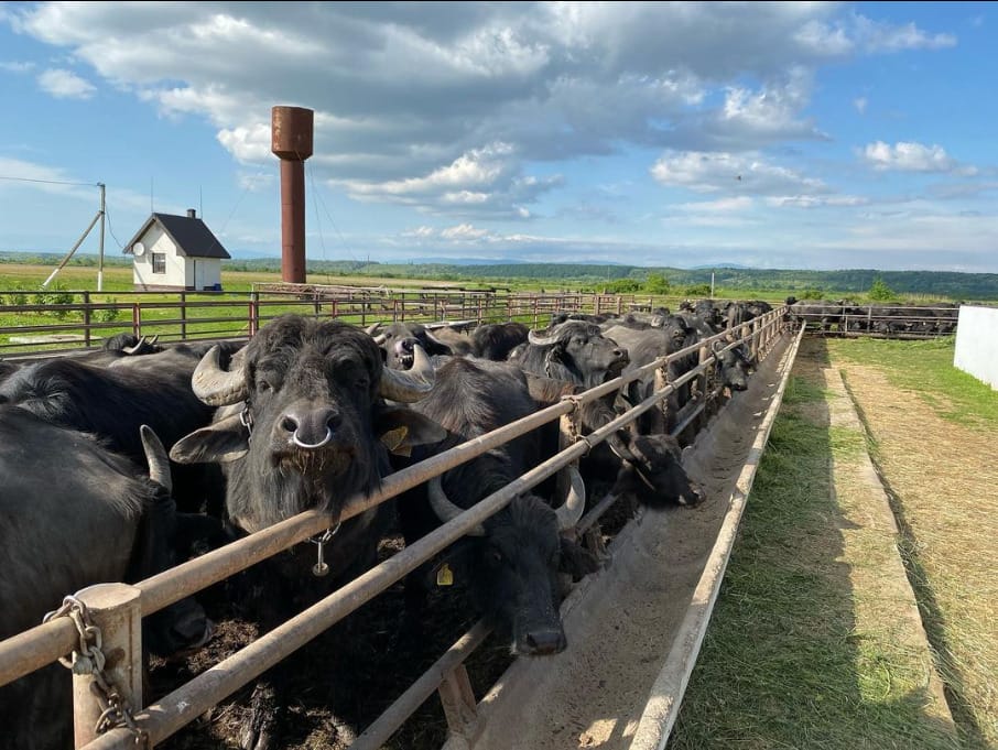 Carpathian Buffalo farm 
