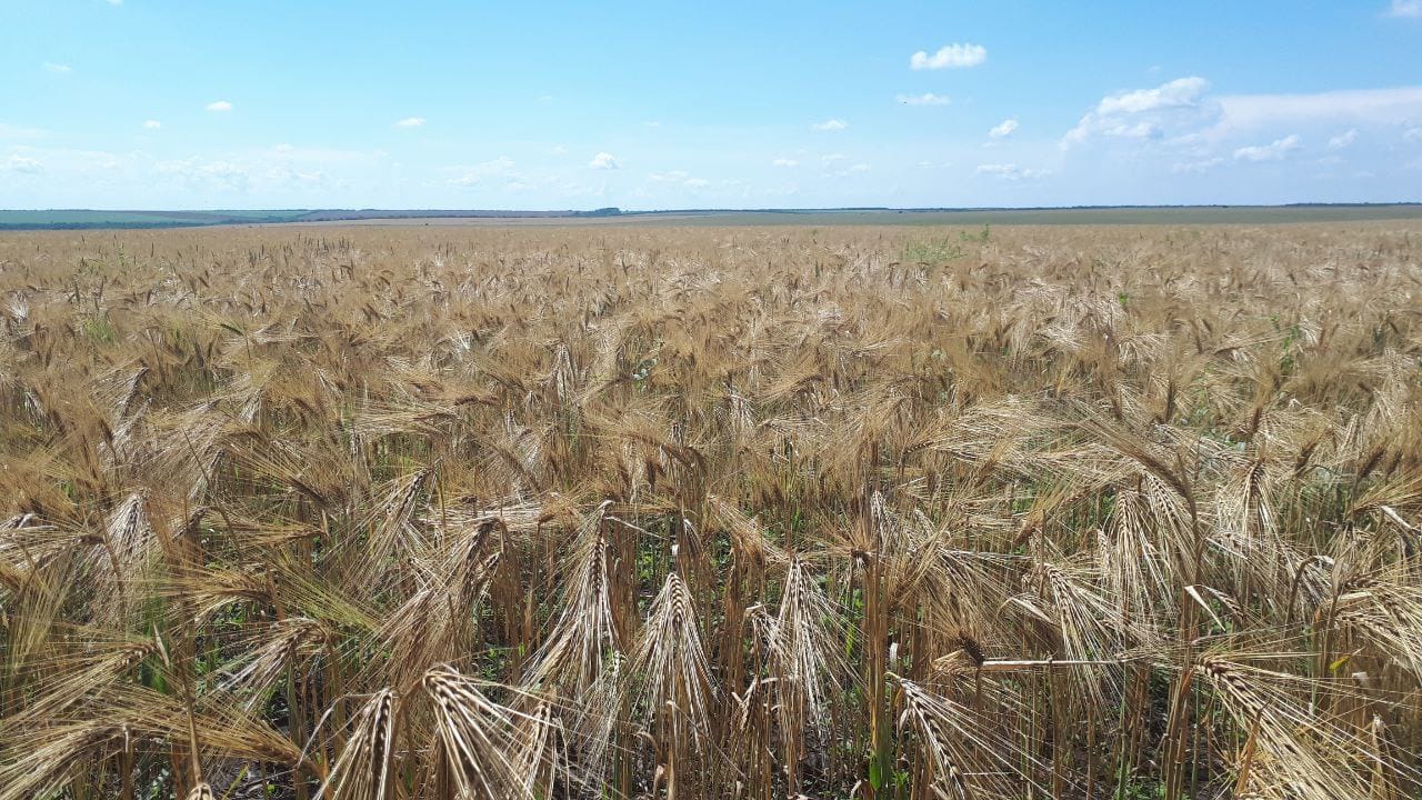 A field sown with barley, Agrofirma Mayak LLC
