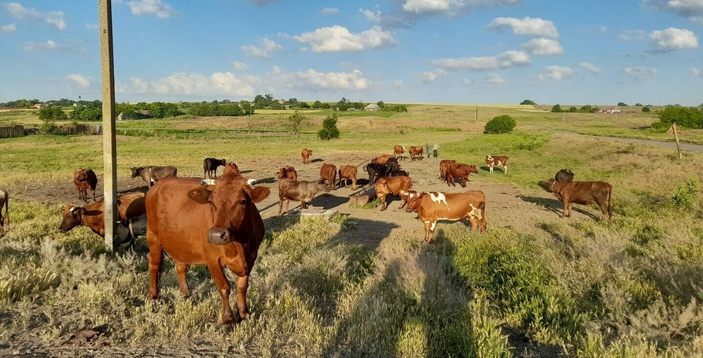 Agricultural Sector, the village of Pishchanyi Brid