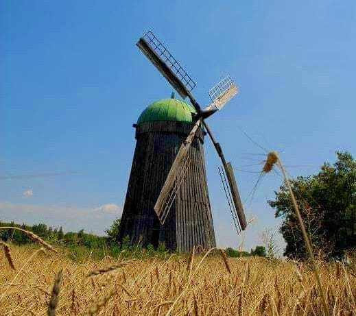Windmill and cornfield of the Shevchenkove community