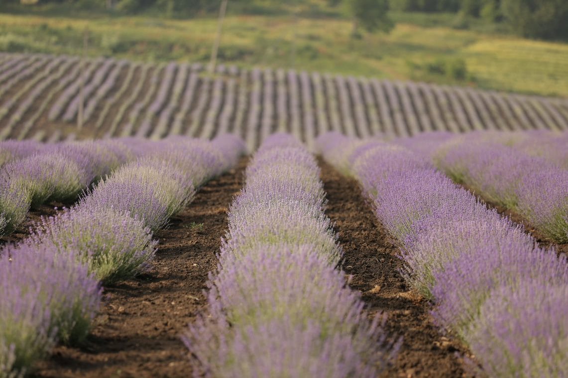 “Lavender Dream” in the village of Bilivtsi