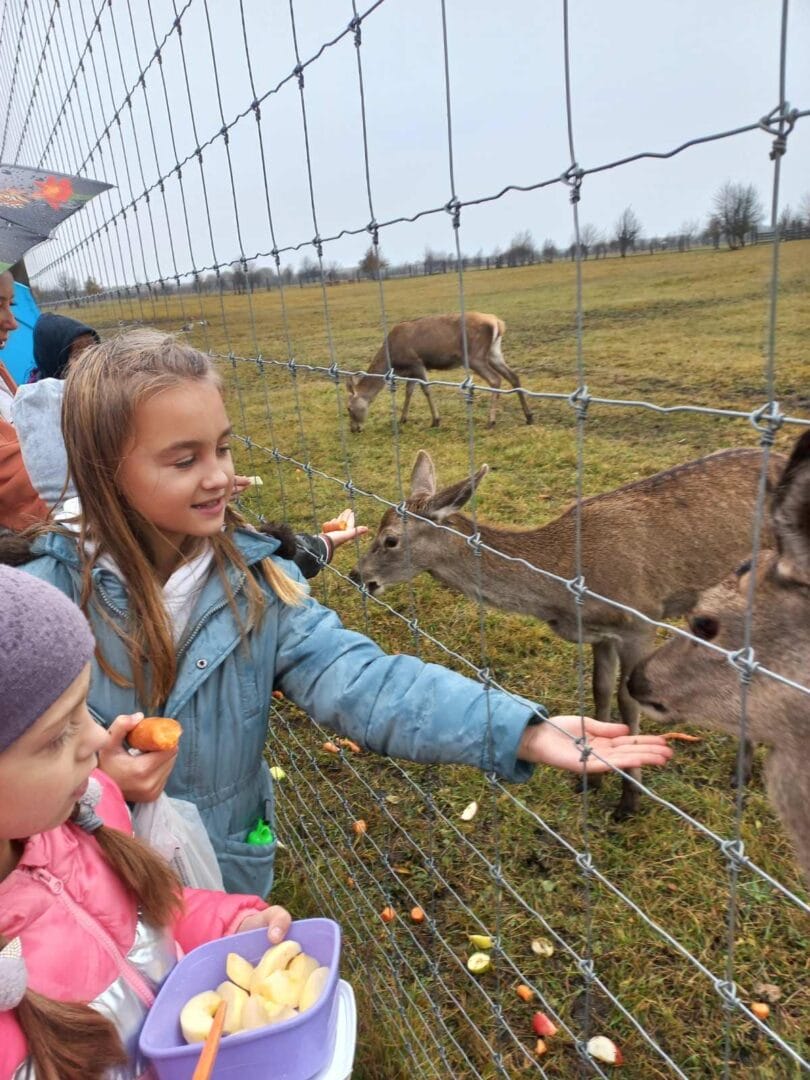 School children’s excursion to the deer farm
