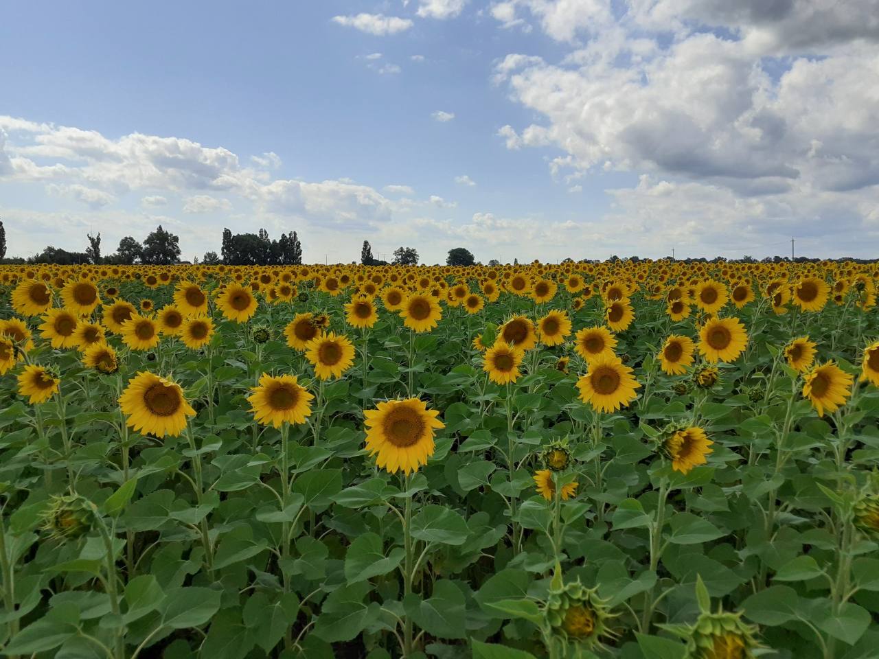 Sown sunflower fields in the village of Hubynykha