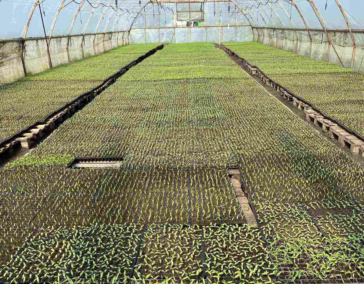 Vegetable growing. TOPAZ Limited Liability Company