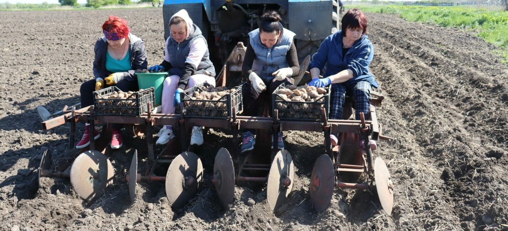 Employees of the executive committee planting potatoes in the public garden