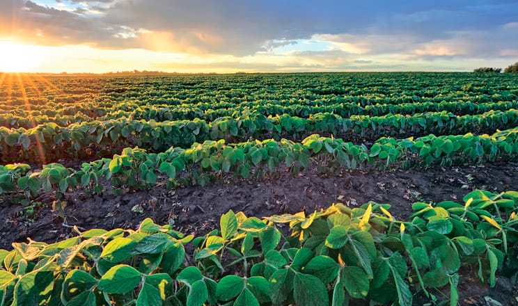 Soybean fields. Agricultural enterprise 