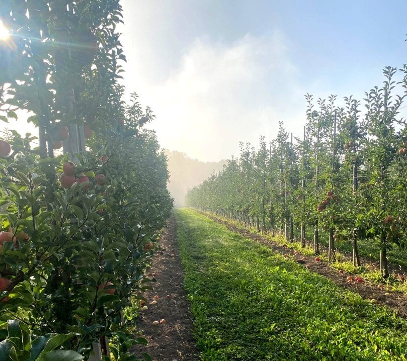 Apricot and peach orchards of the Rukshyn community