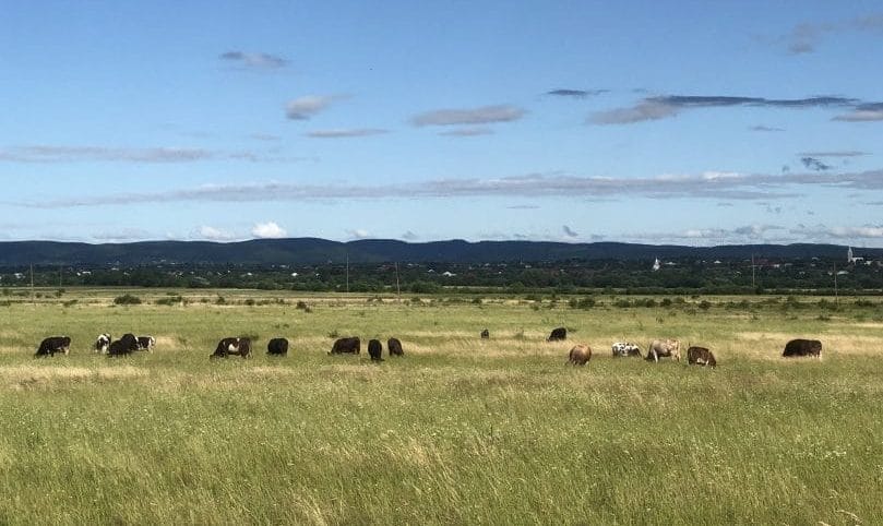 Grazing cows in the village of Imstychovo, Bilky community