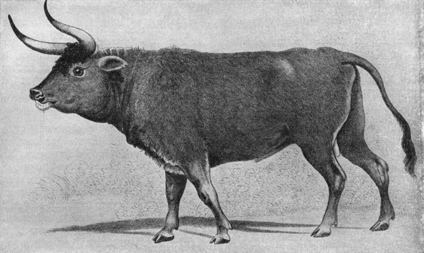 Bison