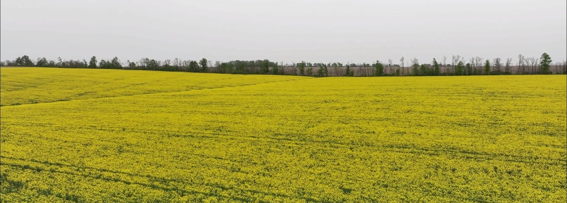 A field in the territory of the Savyntsi Community