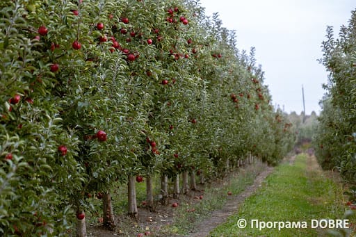 Apple gardens in the Nedoboivtsi Community