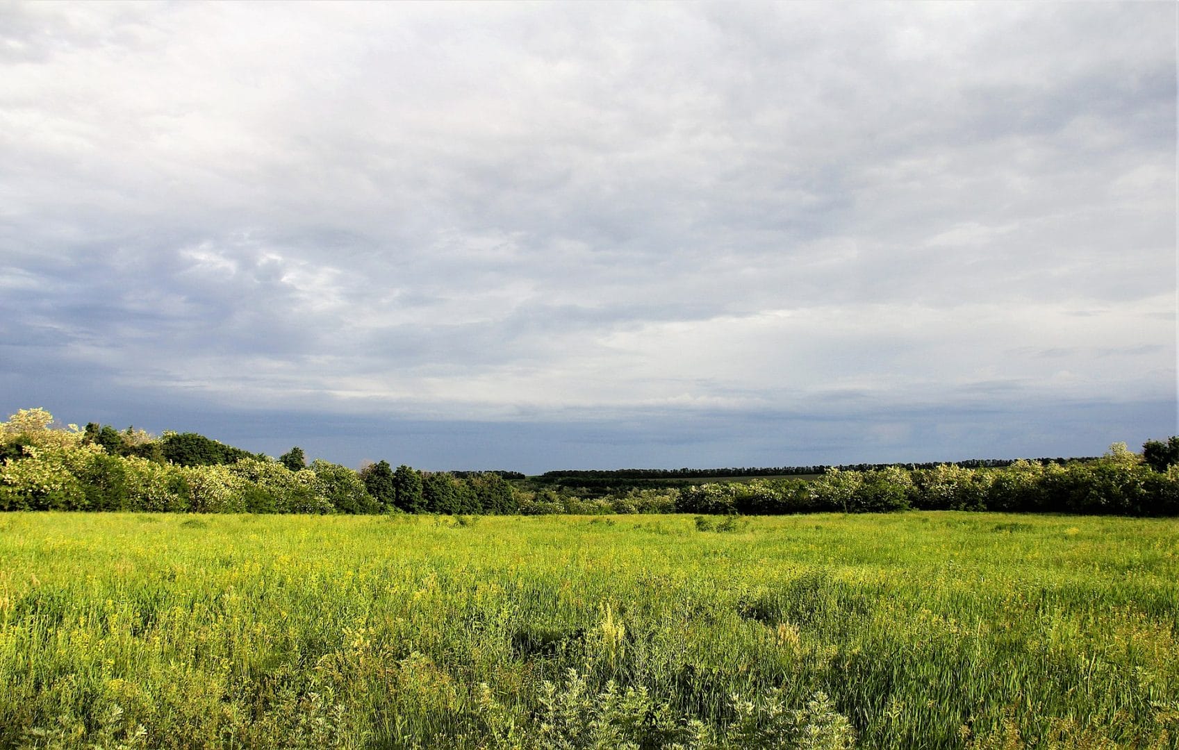 Pryhodivskyi local forest reserve