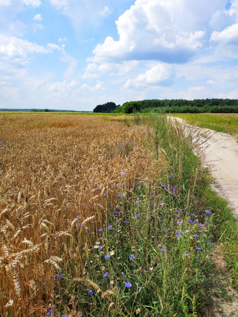 The largest agricultural areas in the Community are used for the growing of grain crops