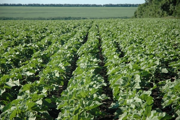 Field of one of the local enterprises