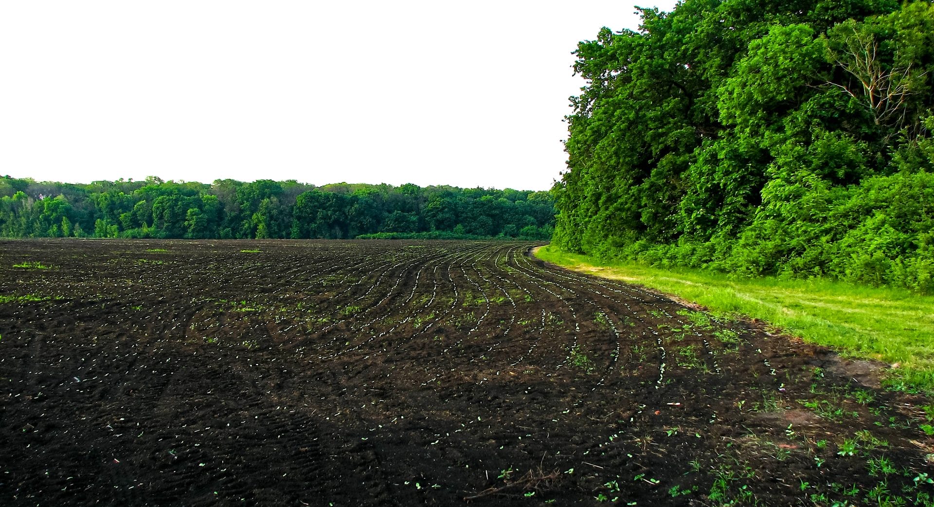 Church Forest reserve bordering a field