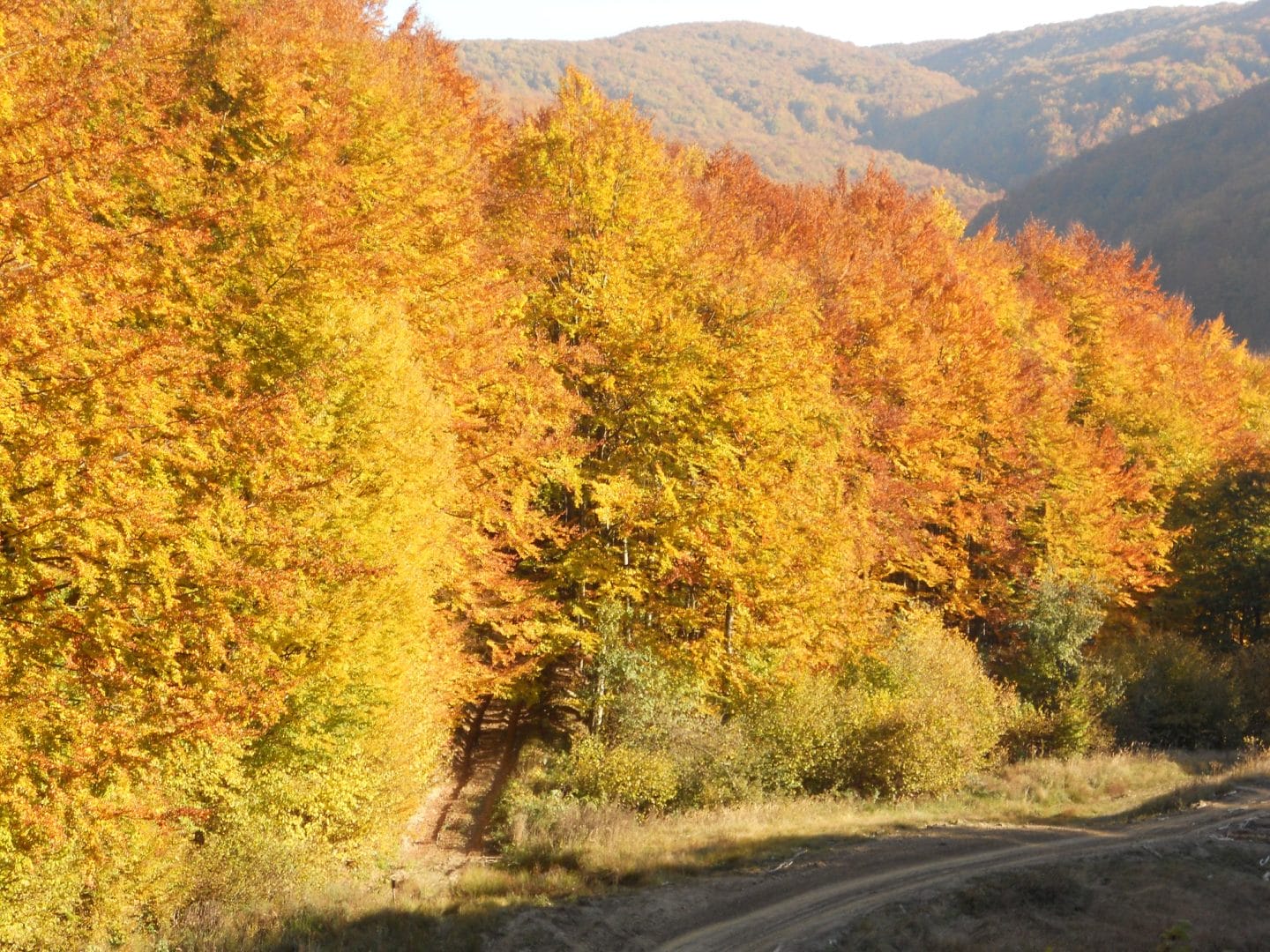 Forests of the Dovhe forestry and hunting farm of the branch of Forests of Ukraine