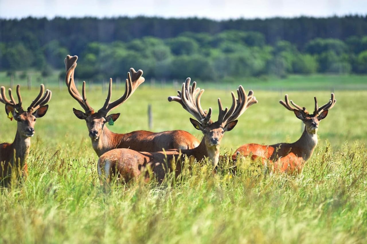 Ecopark Amila (Deer Farm).