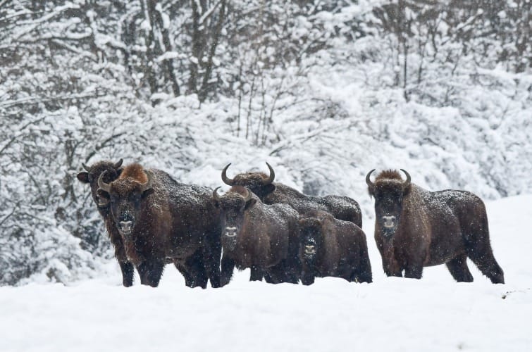 Bison on the grounds of the Brody Forest Fund of the Carpathian Forest Office