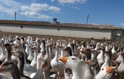 Rozdolne Poultry Breeding Enterprise