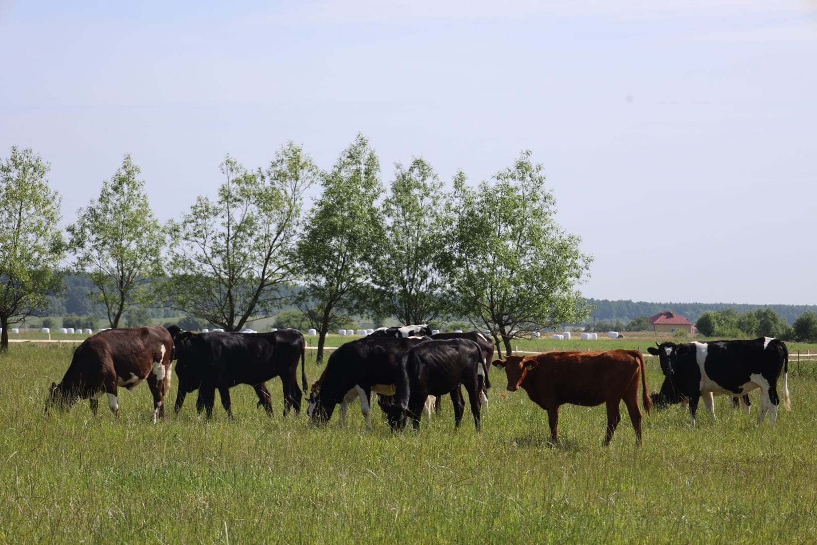 Svitanok, an agricultural enterprise 