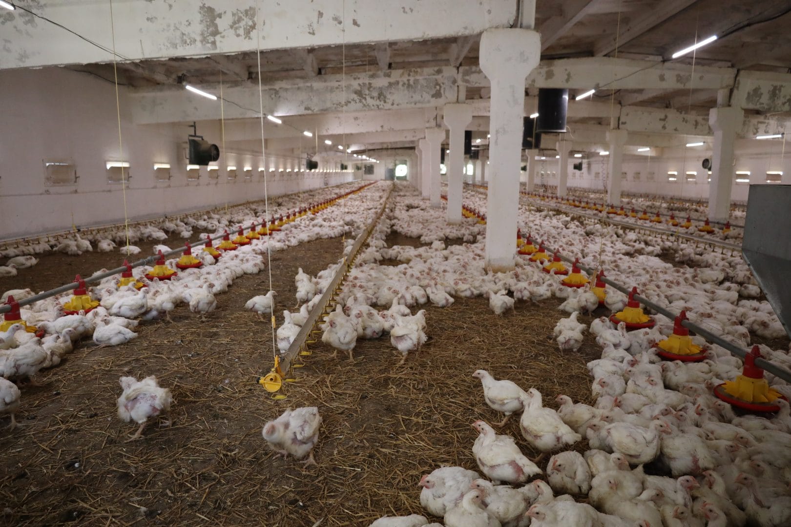 Agro Valko, a poultry farm 