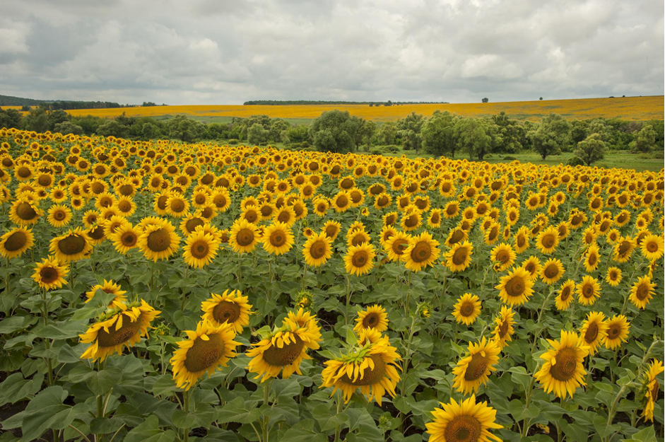 Field of Neskuchne, photo by V. Ohloblin