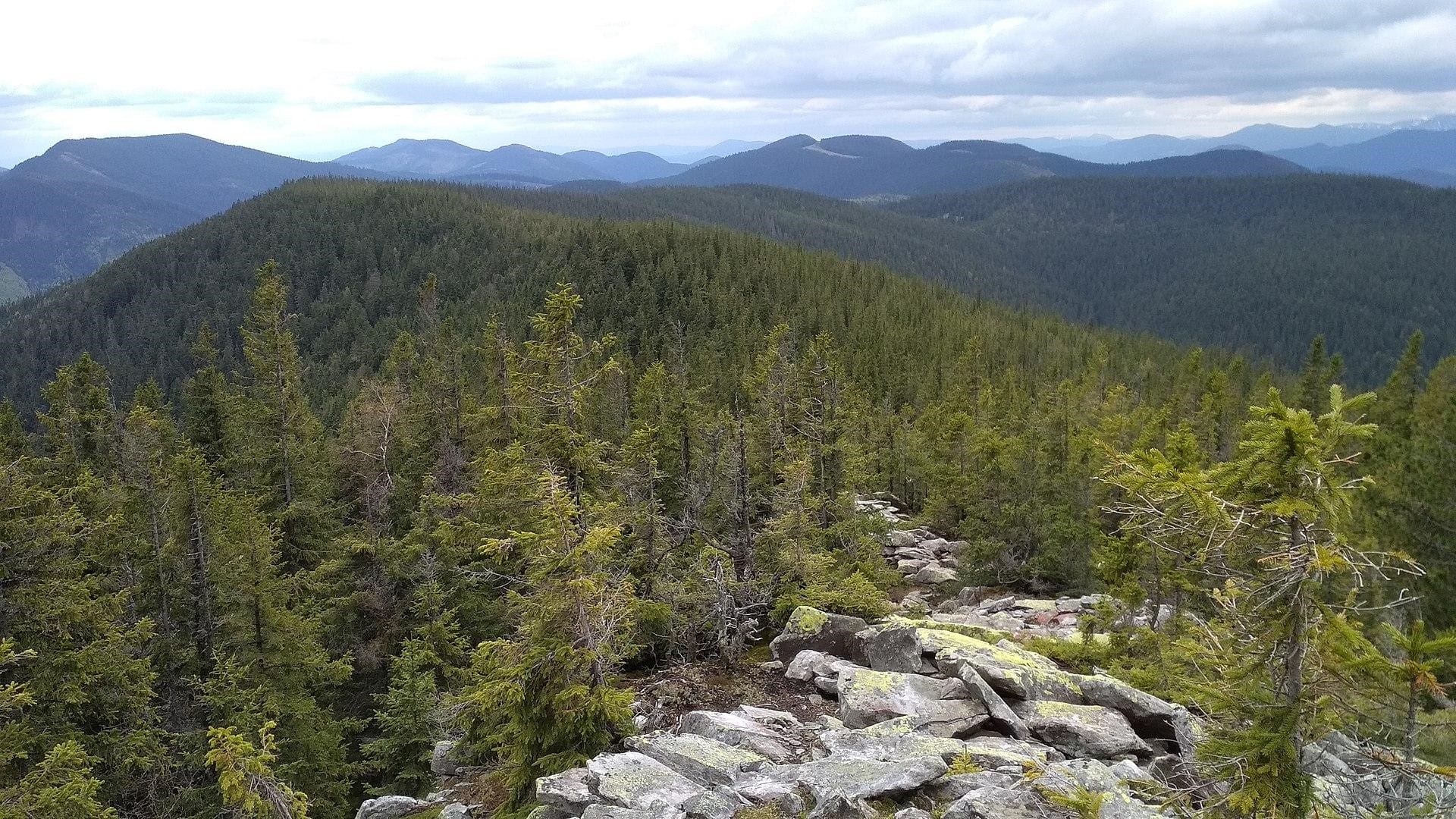 The Pozheratul reserve, an ornithological reserve of national importance in Ukraine. Located on the slopes of Mount Pozheratul and Lysyna Kosmatska