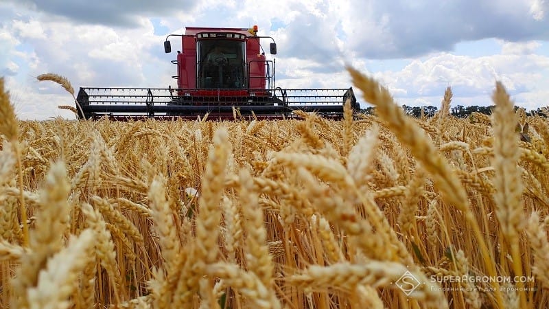 Harvesting winter wheat 