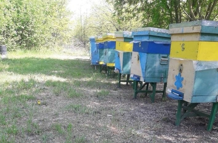 Photos of local apiaries