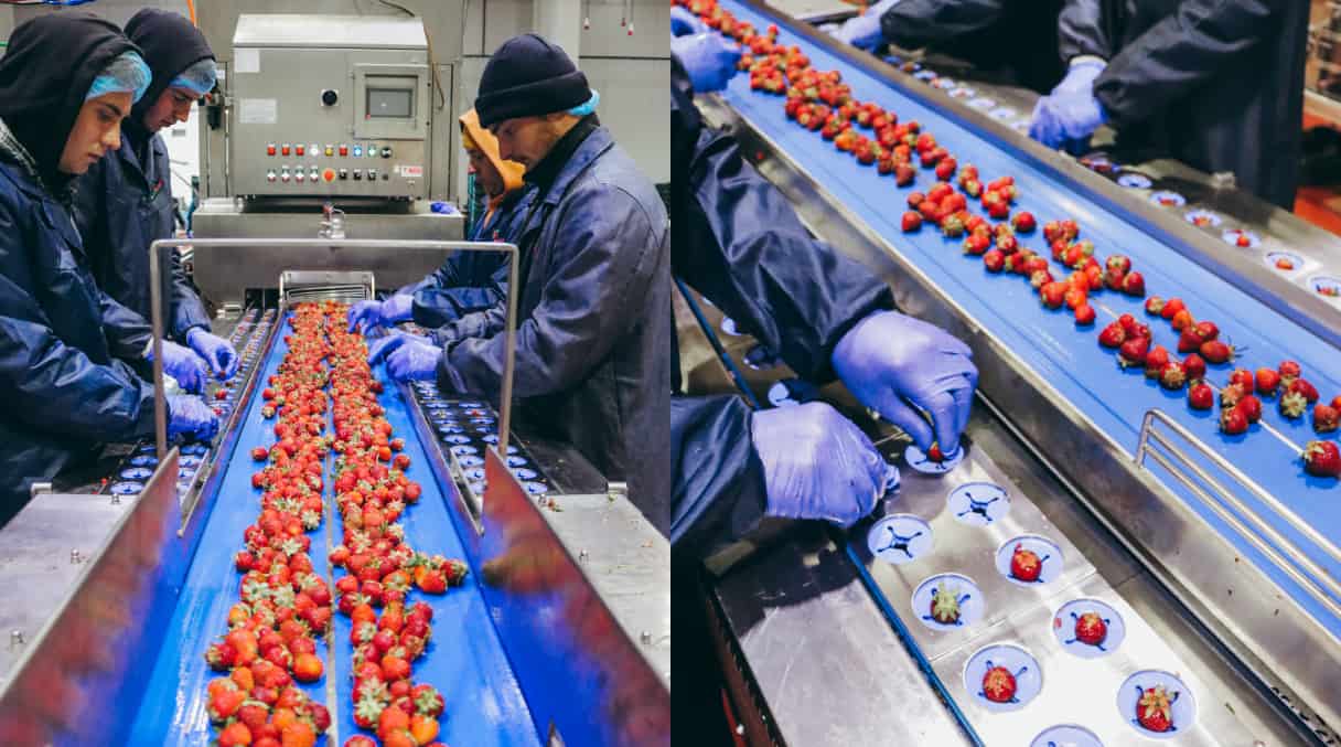 ECO BERRY production