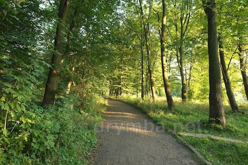 Photo of the Park located on the premises of the Rzewuski- Lanckoroński Palace (present time photo)