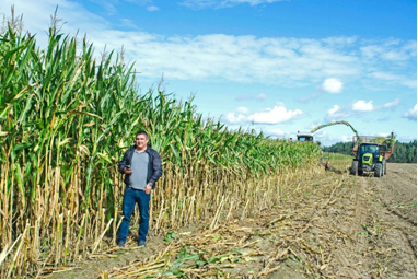 Corn harvesting