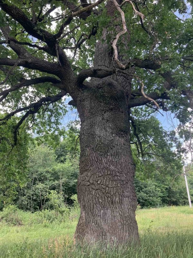 Old oak in the settlement of Skorokhodove