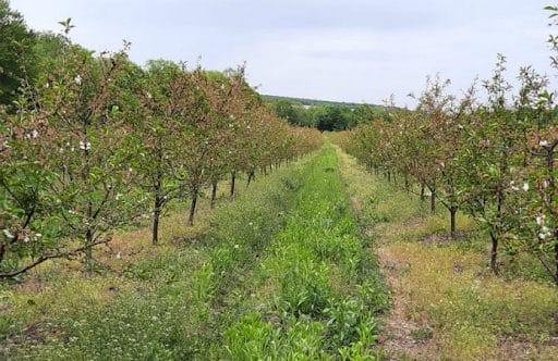 Tandem-Agro apple orchard 