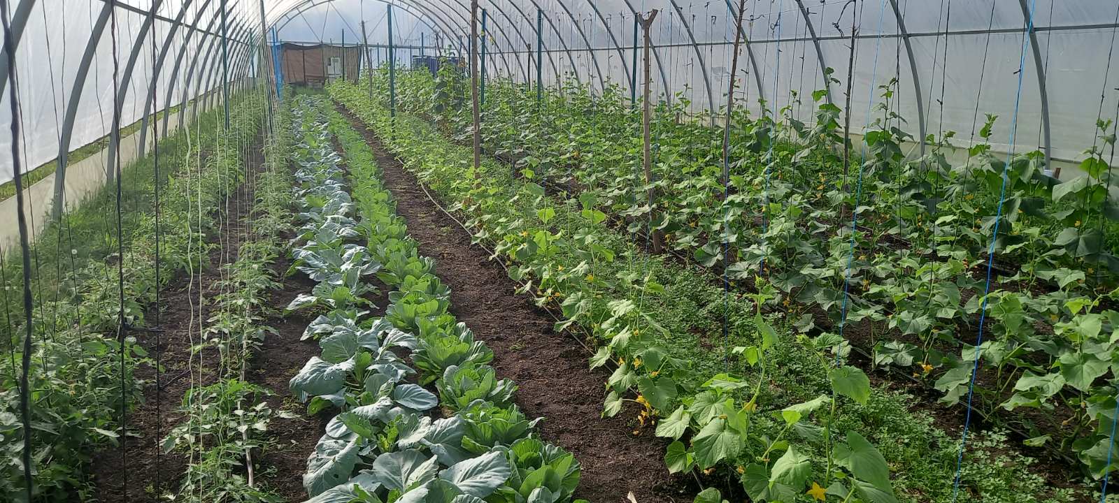 Greenhouse of the communal enterprise “Petrivskyi Dobrobut”