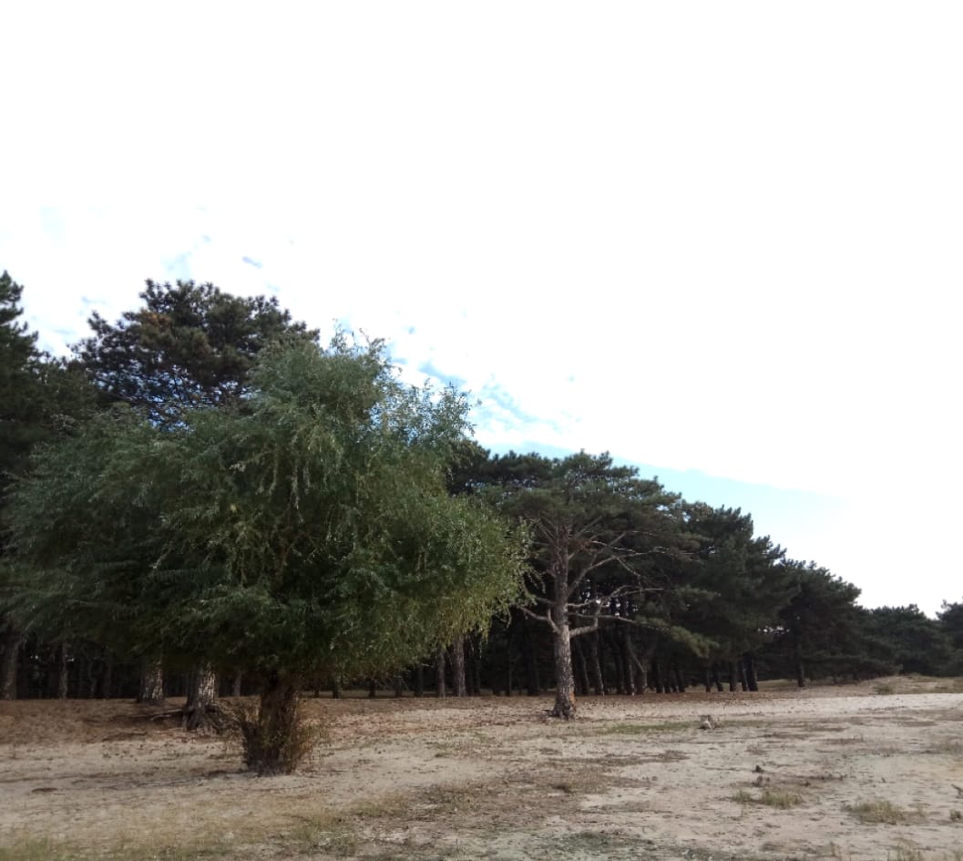 Forest massif (Open sources).