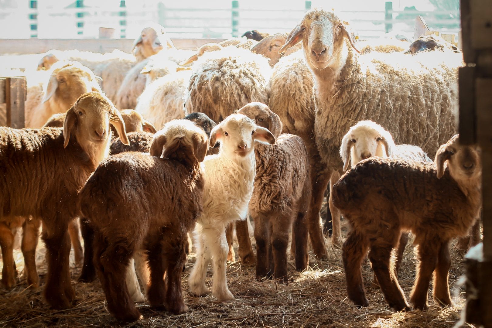 Cattle farm