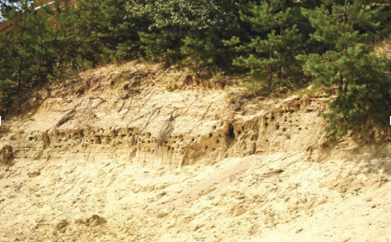 Sand burrows of shore swallows