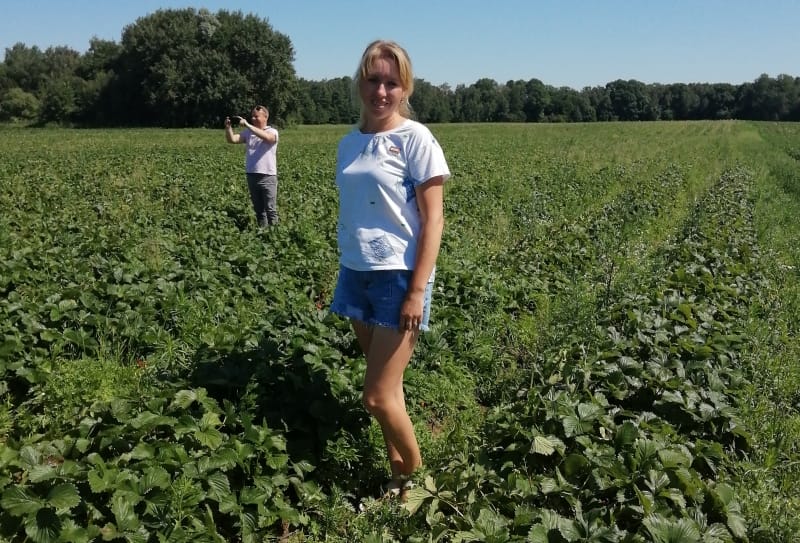 Olha Vasylenko. Family farming. Today, the couple has 6 hectares of land used exclusively for growing strawberries.