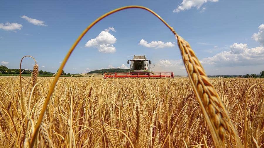 Harvest in the Safiany community