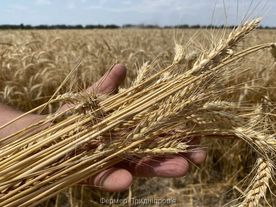 Crops of local farmers