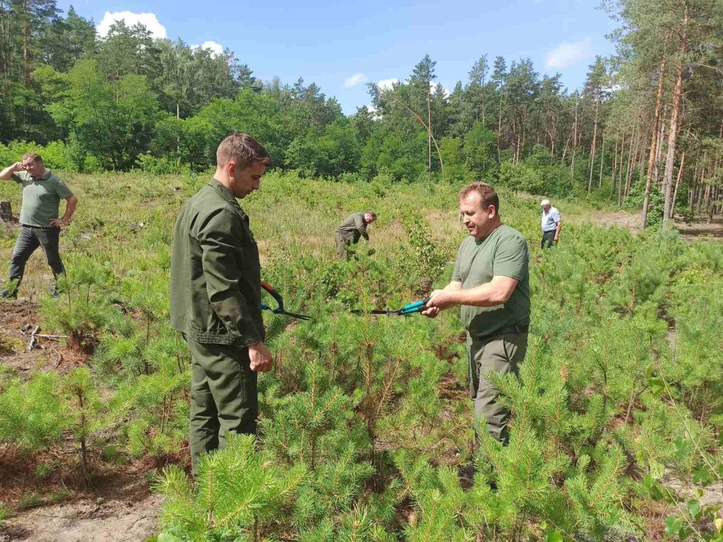 Handling pine seedlings at the State-Owned Enterprise “Forests of Ukraine”