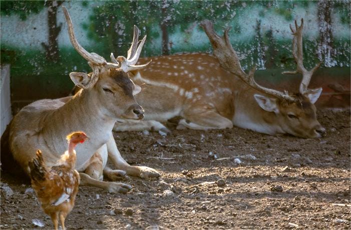 Minizoo in the village of Rivnopillia 