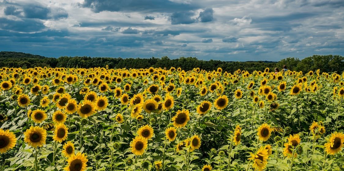 Sunflower fields